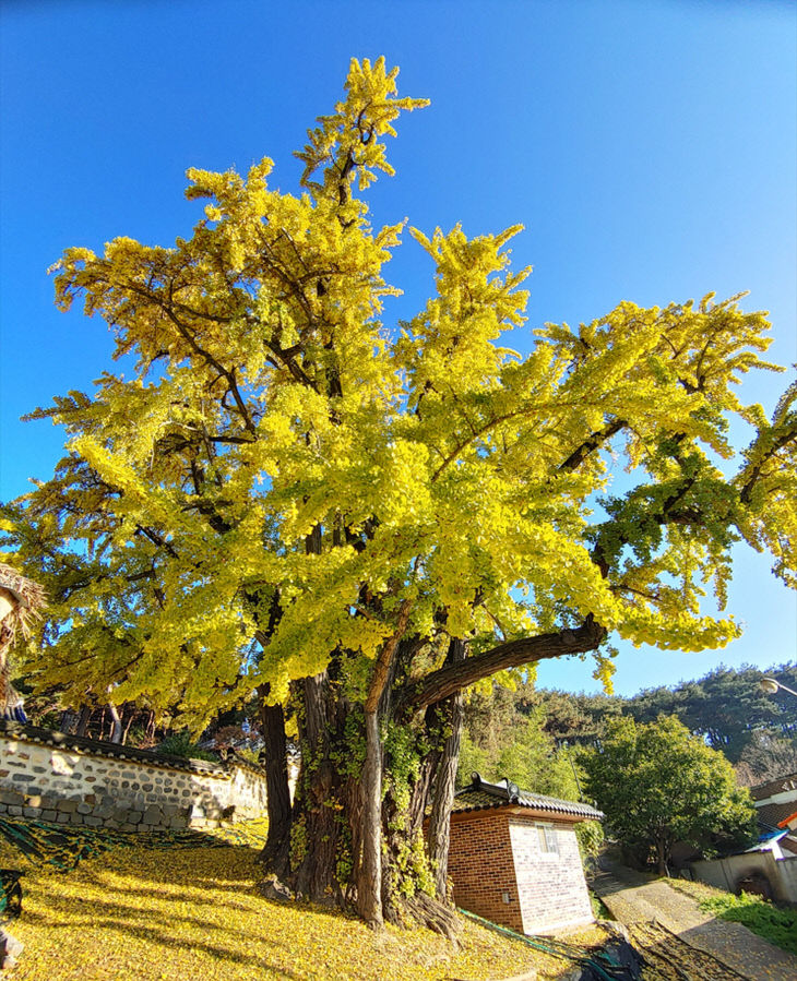 청양 봉암리 은행나무