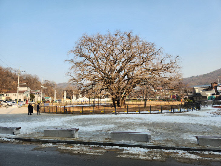 (1)장수동 은행나무 주변에 4,544㎡ 규모 경관광장3