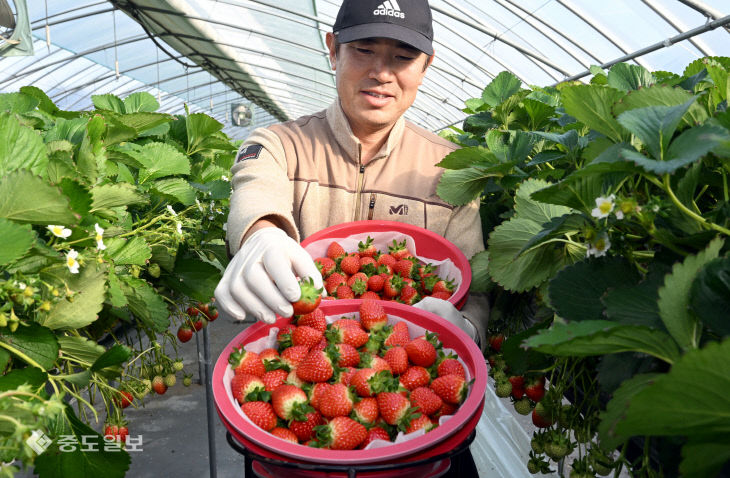 ‘탐스럽게 익은 딸기 맛보세요’…대전 유성 딸기농장 출하 한창