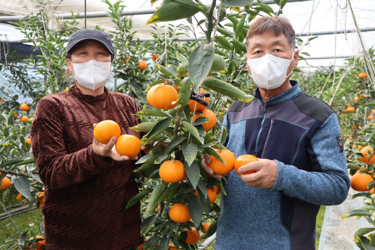 1. 영동군 만감류 생산 한창 (3)-심천 이병덕 농가