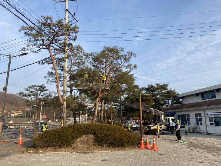 괴산군, 수목 전정작업으로 쾌적한 '자연특별시 괴산’ 조성