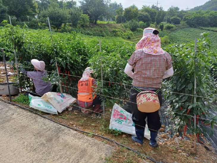 지난해 일손지원 기동대 작업 사진