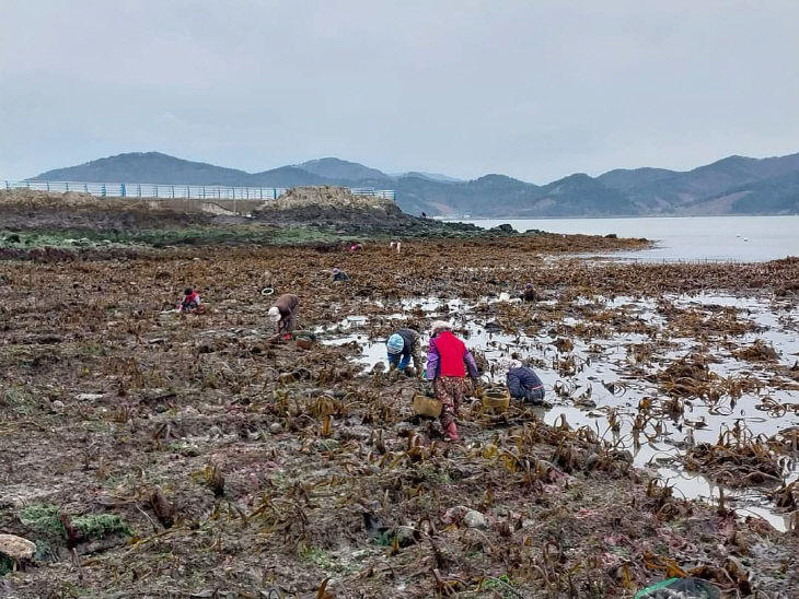 신수도 해안변 미역 채취