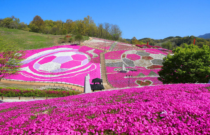 산청생초꽃잔디