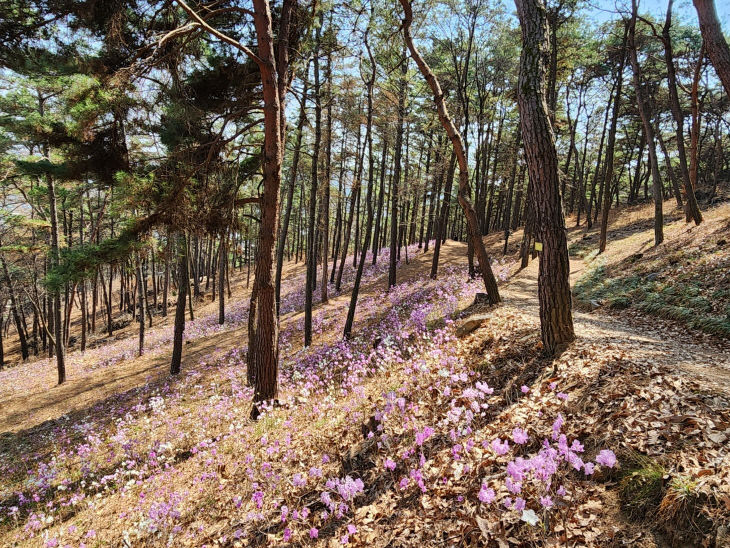 진달래 핀 봄 청양 우산에서 느껴보세요