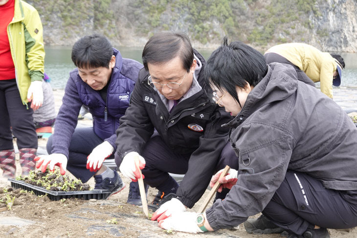 보도 4) 식재 작업을 하는 김문근 군수