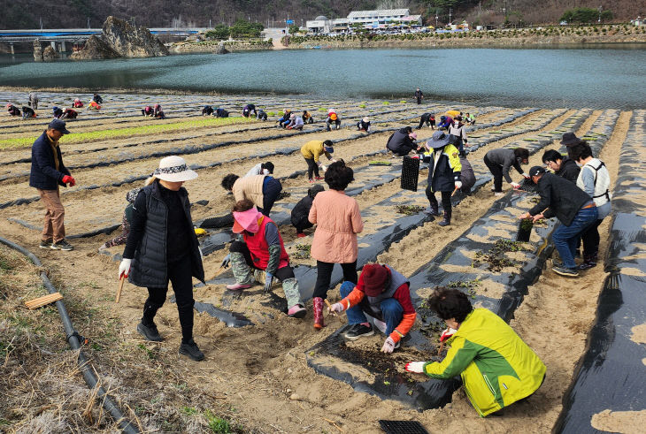 보도 4) 식재작업 사진