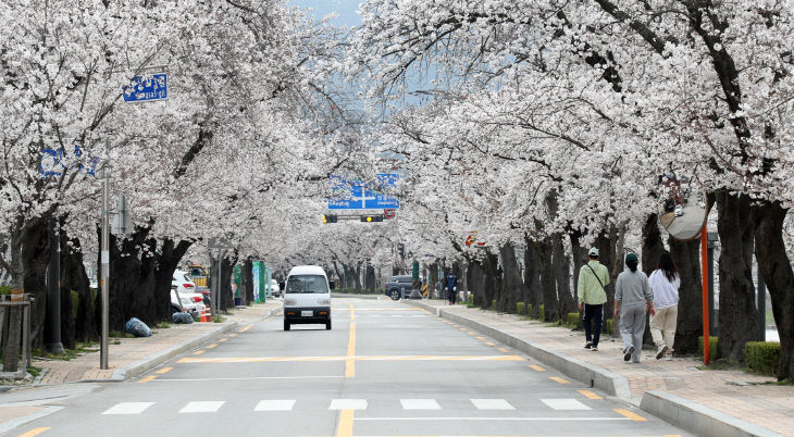 2024 정읍 벚꽃축제 성공적으로 마무리4