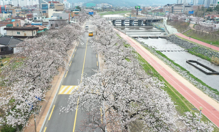 2024 정읍 벚꽃축제 성공적으로 마무리7