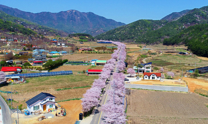 예산군 벚꽃 만개(가야산 가는길)