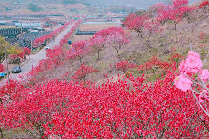 남일면, 홍도화 축제