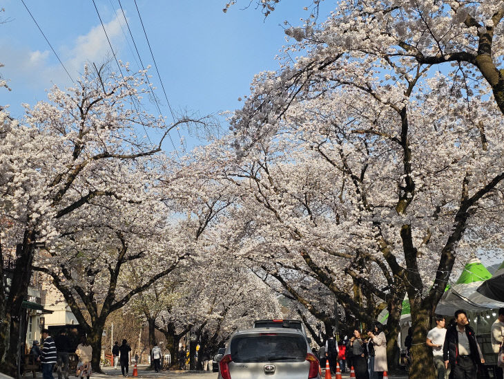 동학사 벚꽃 축제