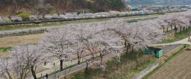 보청천변 벚꽃길