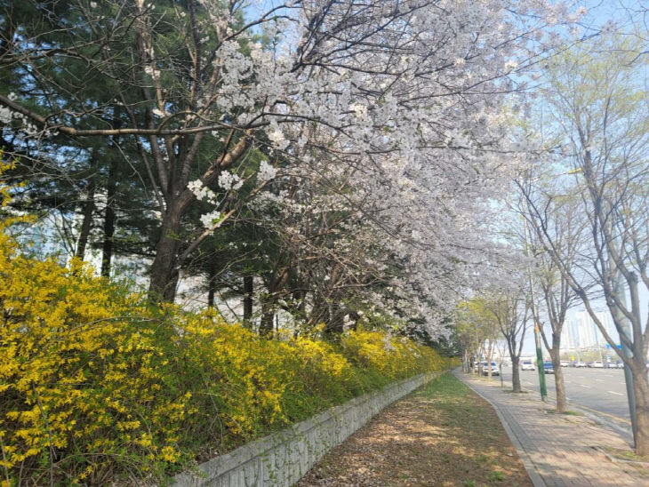 (구와동)4.고양시 일산서구의 숨은 벚꽃 명소 적극 홍보(1)