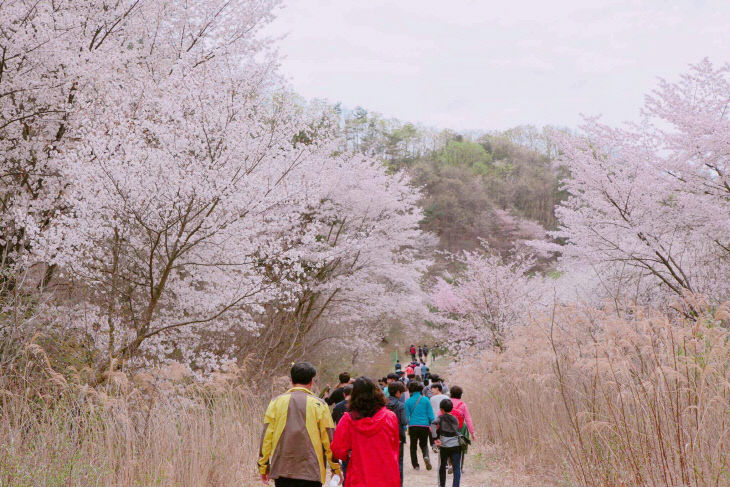 보곡산골 산벚꽃축제 13일 개최