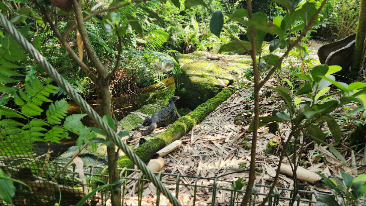 싱가포르동물원의 왕도마뱀