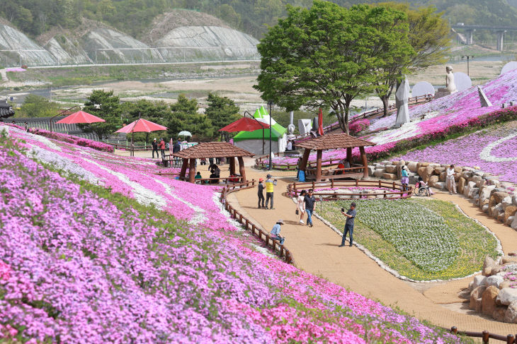 산청 생초 꽃잔디 축제 (3)
