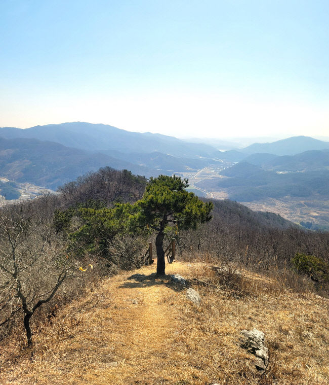고산 소나무(만나서 반갑송) 사진