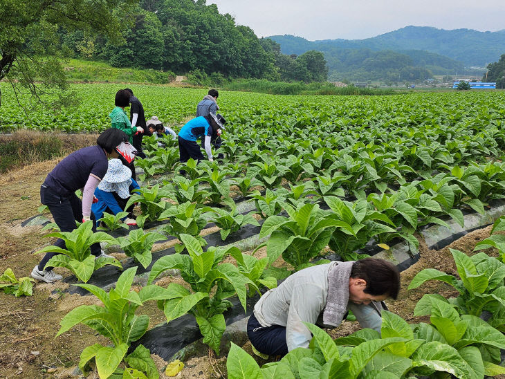 괴산군 공무원, 농촌 일손돕기 적극 나서(괴산읍)