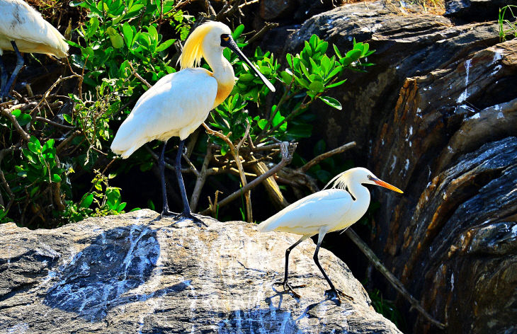 노루섬에서 서식하고 있는 저어새와 노랑부리백로 모습