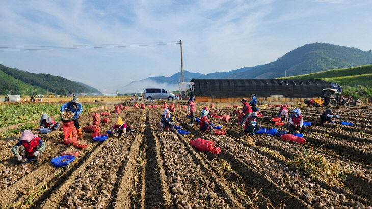 합천군, 농촌일손돕기 본격 시작