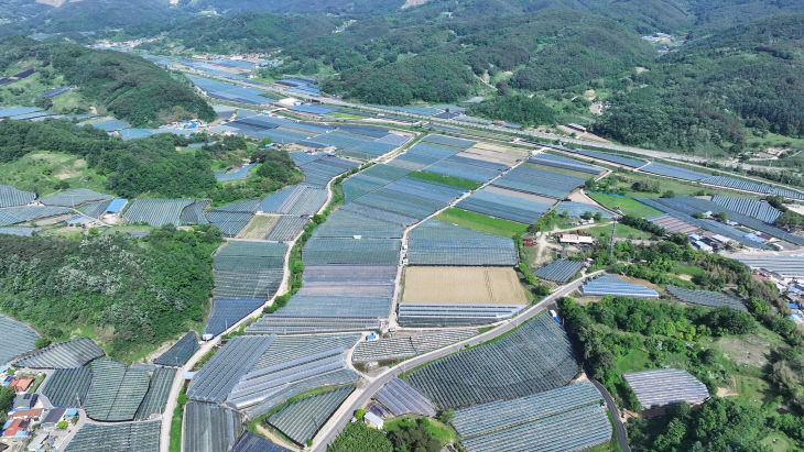 4. 영동, 은빛 물결 포도하우스 (2)