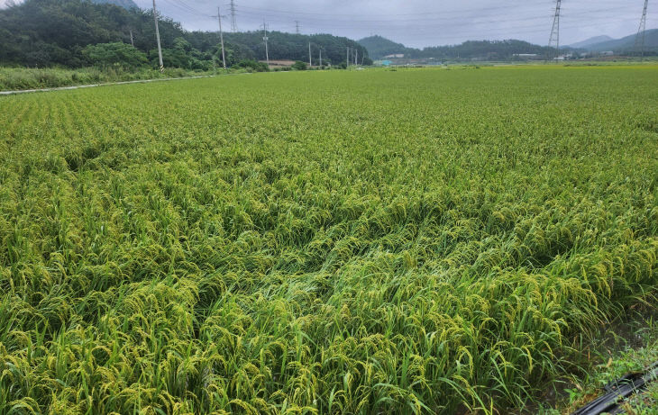 가루쌀 생산단지1(진도군 의신면)