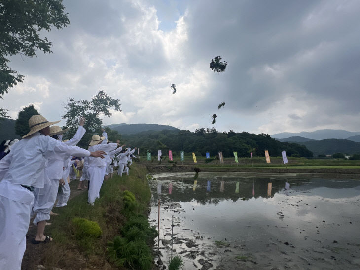 에코 농(農) 전통 손 모내기 체험