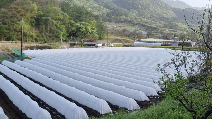 괴산군, 노지 고추 부직포 터널재배 시범사업 성과 보여 (2)