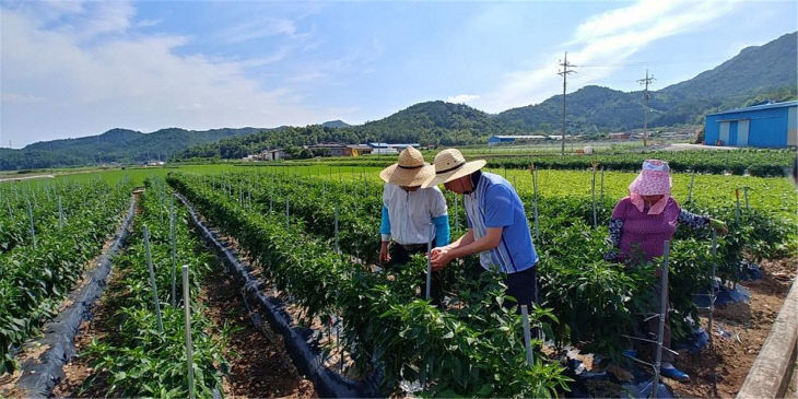 고추 바이러스 현장 진단 (1)