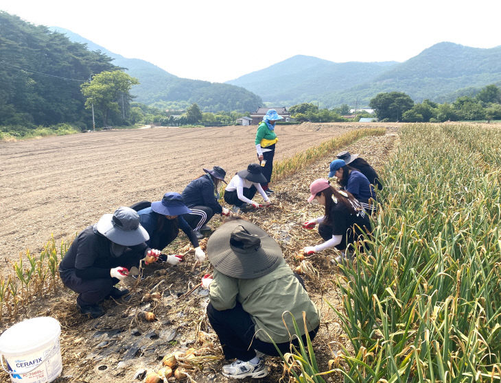 기획감사담당관 직원, 영농철 농촌일손돕기 실시1