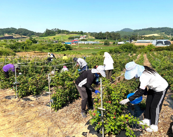 6-47 고창군보건소 농촌일손돕기