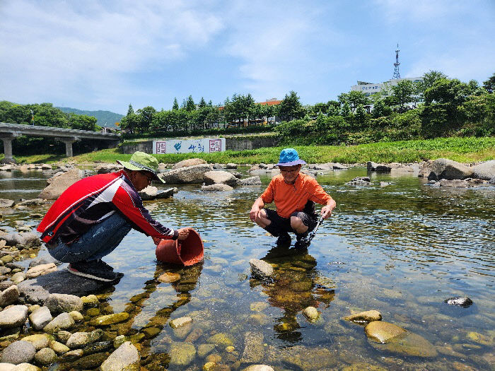 산청군 쏘가리 치어 방류