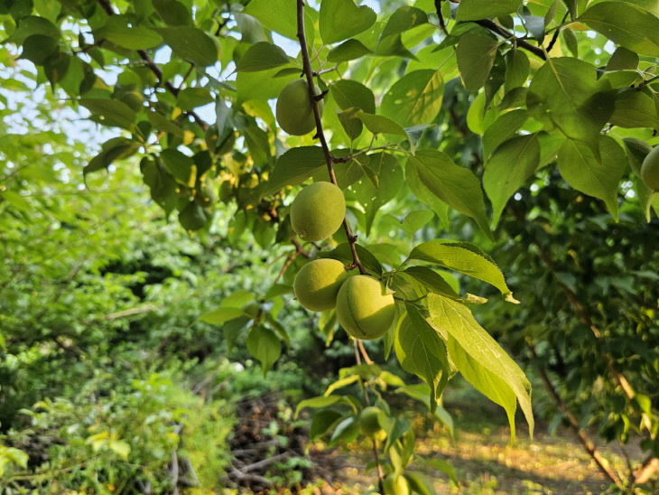 사본 -(사진1) 매실2