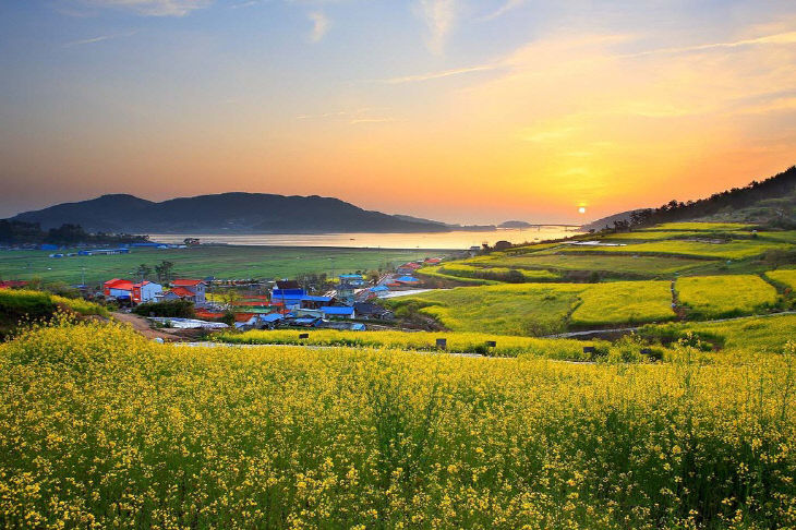 선학동마을 유채꽃