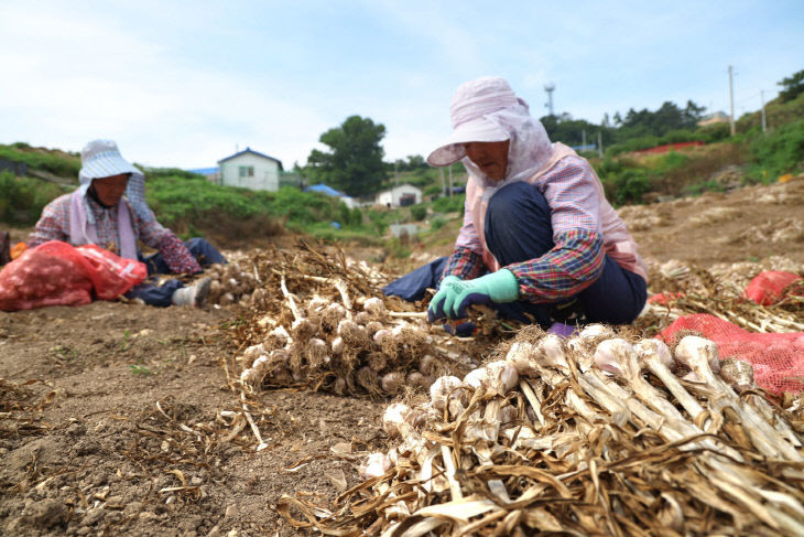 2. 가의도 우량종구 지원 8