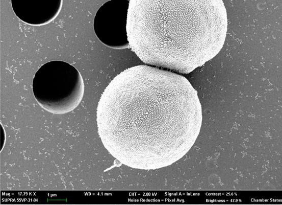국립해양생물자원관이 특허 등록을 완료한 미세조류 균주 모습