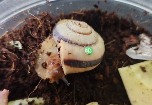 하태도에 방사된 멸종위기 참달팽이 개체