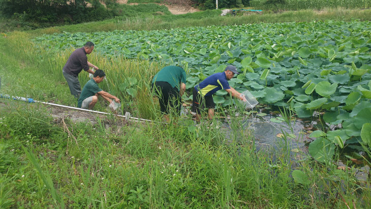 240708 충주시, 생태계 복원 위해 대륙송사리 방류(2)