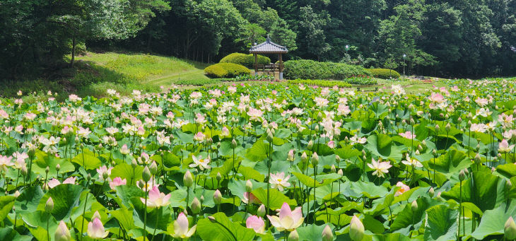 속리산 연꽃 단지