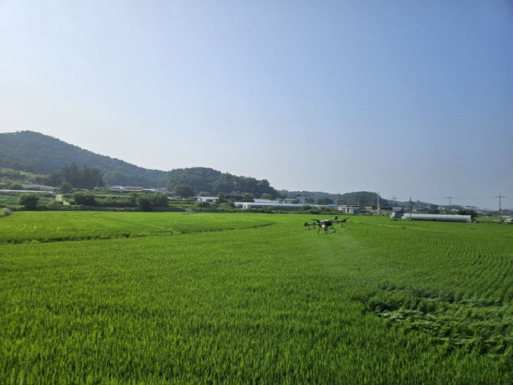 2. 음성군, 벼 이삭거름 적기·적량 시용 당부