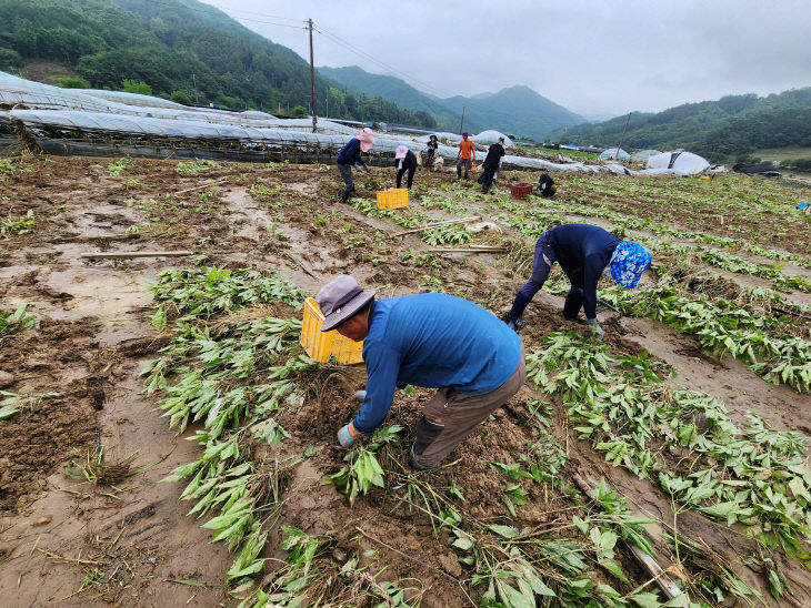 농협 임직원 인삼밭 수해복구지원