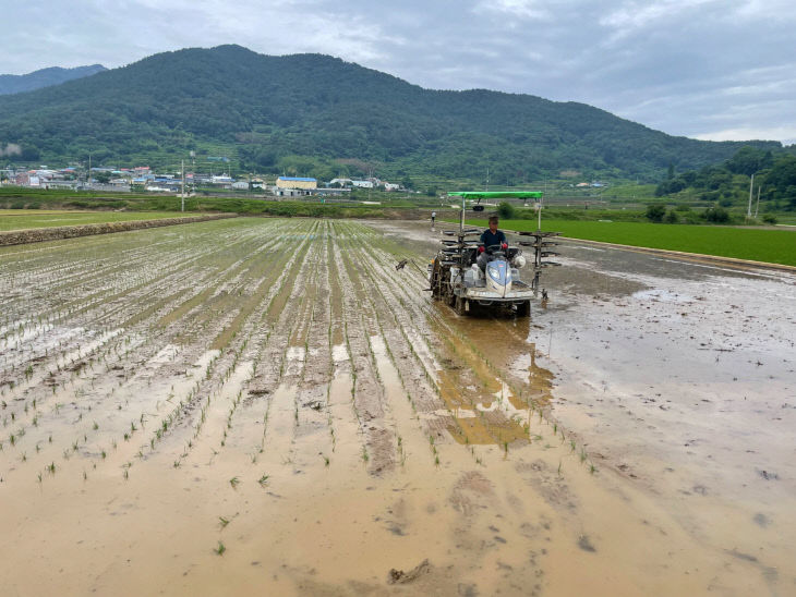 남해군, 가루쌀 모내기