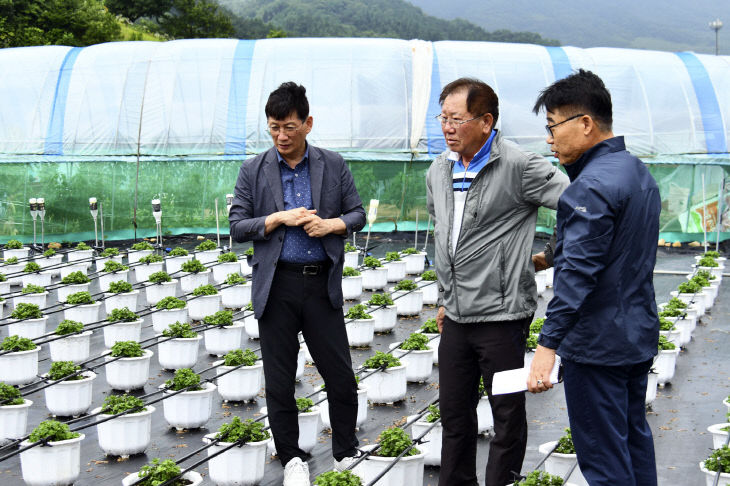 현장행정(축제용 국화 재배관리 농가 방문)3