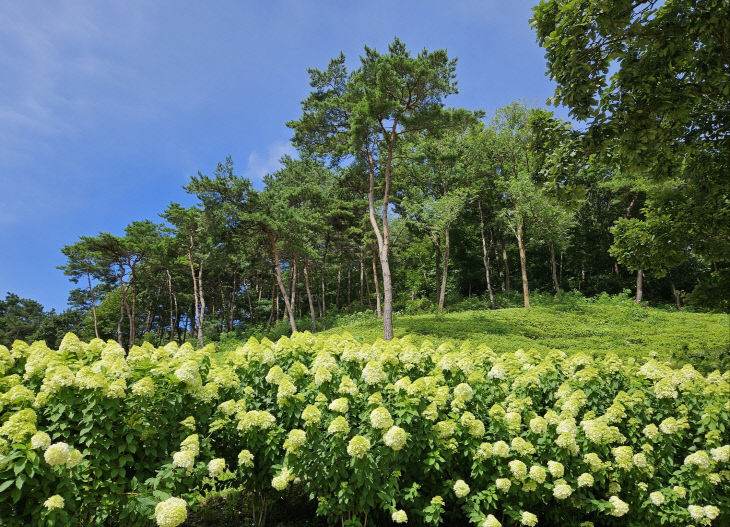 우산 조경숲에 목수국 꽃 보러 오세요