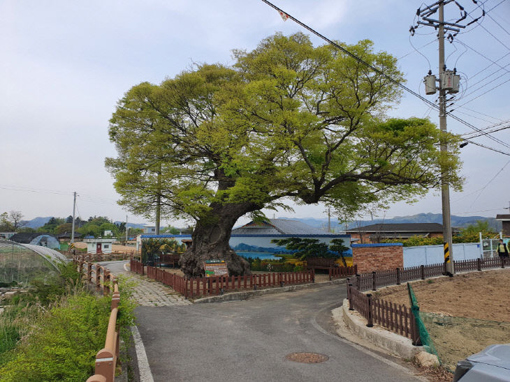 1.대흥면 상중리 느티나무