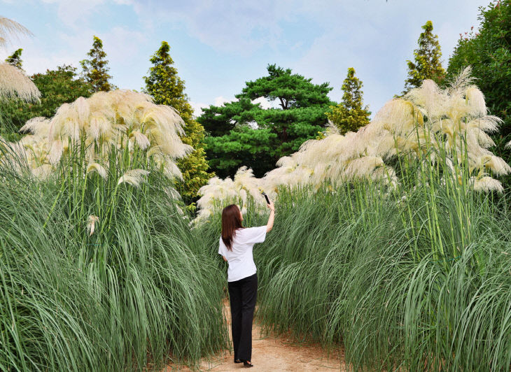 청산수목원 팜파스 (1)