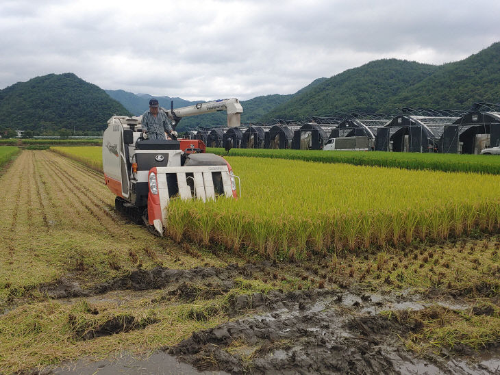 3. 영동군 첫 벼베기, 상촌면 남기생 씨(1)