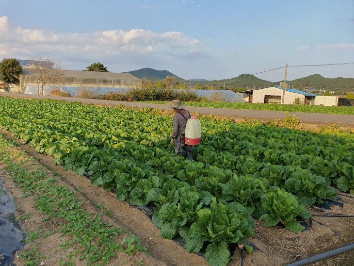 파밤나방 방제를 위해 밭작물에 약제를 살포하고 있다