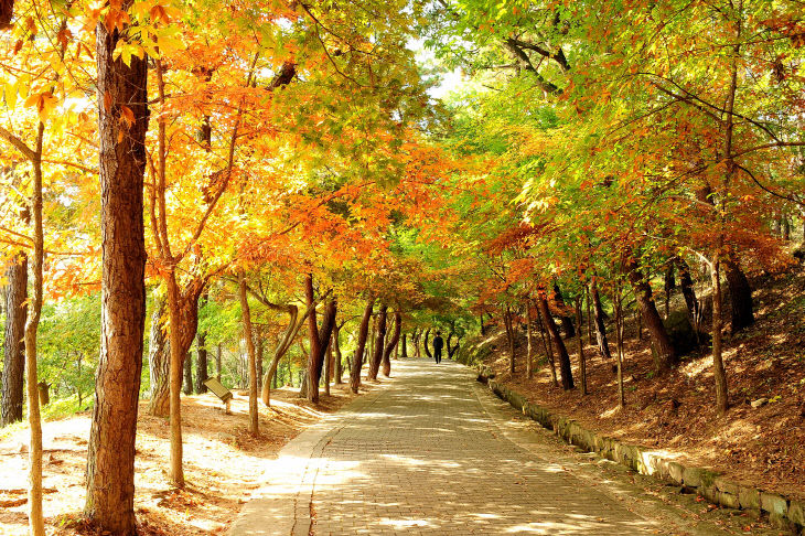 부소산 단풍03(출처-부여군 담당부서 제공)